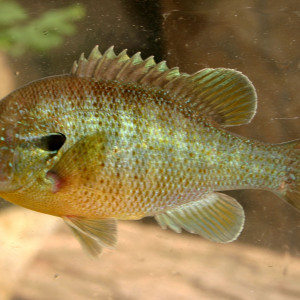 Lepomis macrochirus