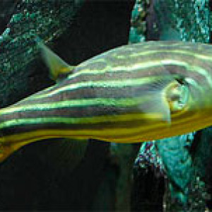 Tetraodon lineatus