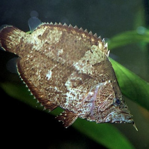 Monocirrhus polyacanthus