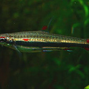 Nannostomus minimus