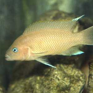 Neolamprologus marunguensis