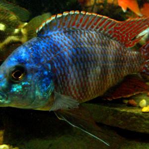 Placidochromis milomo