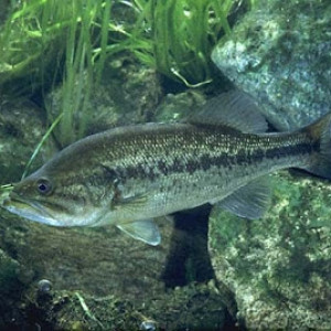 Micropterus salmoides