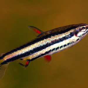 Nannostomus trifasciatus