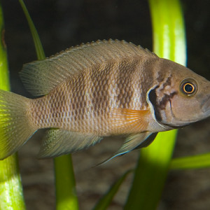 Neolamprologus savoryi