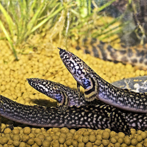 Polypterus ornatipinnis