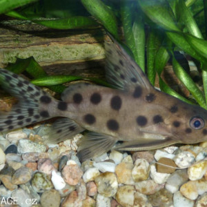 Synodontis ocellifer