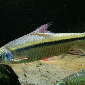 Poisson poropuntius tawarensis (poropuntius tawarensis) fiche