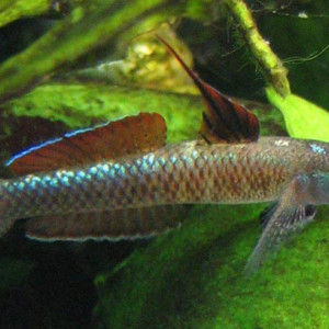 Stiphodon percnopterygionus