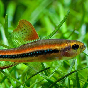 Poecilocharax weitzmani
