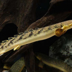 Polypterus palmas palmas