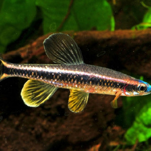 Pteronotropis welaka