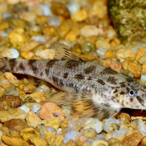 Sinogastromyzon sichangensis