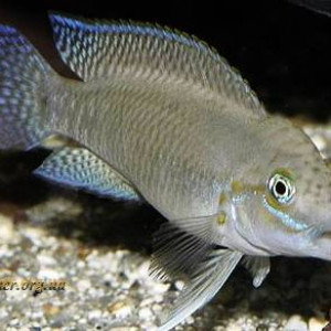 Telmatochromis temporalis