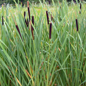 Typha angustifolia