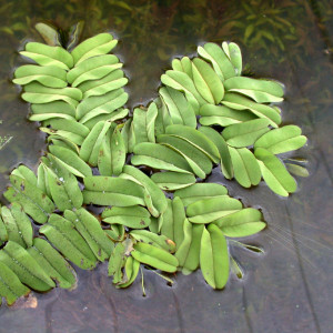 Salvinia oblongifolia