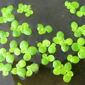 Spirodela polyrhiza