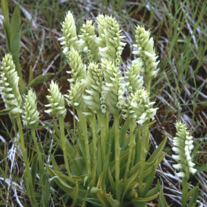 Spiranthes romanzoffiana