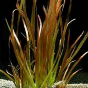 Vallisneria rubra