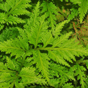 Selaginella wildenowii