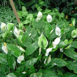 Spathiphyllum wallisii