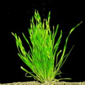 Vallisneria spiralis var.