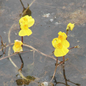 Utricularia vulgaris