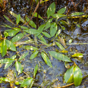 Potamogeton gramineus