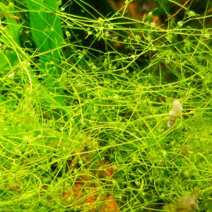 Utricularia gibba