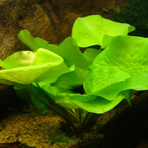 Nymphaea glandulifera