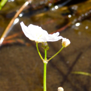 Sagittaria isoetiformis