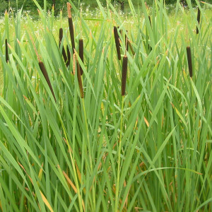 Typha latifolia