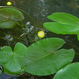 Nuphar luteum