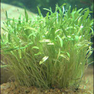 Ranunculus limosella