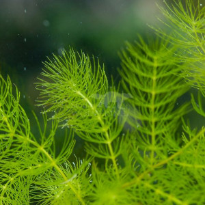 Myriophyllum spicatum