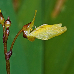 Utricularia minor