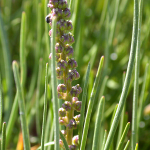 Triglochin maritima