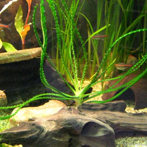 Vallisneria nana