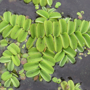 Salvinia natans