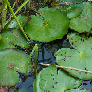 Nymphaea rudgeana