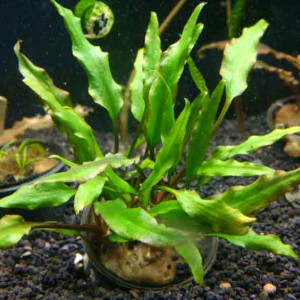 Cryptocoryne cruddasiana