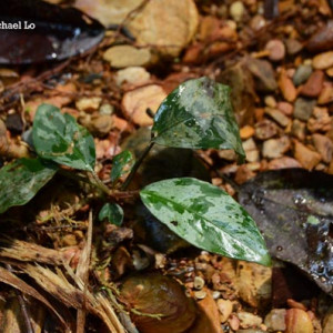 Cryptocoryne grabowskii