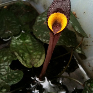 Cryptocoryne zonata