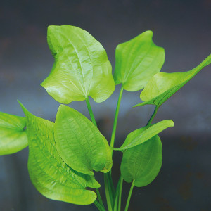 Echinodorus cordifolius