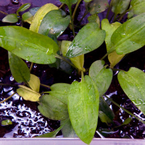 Cryptocoryne zukalii