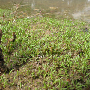 Glossostigma diandrum