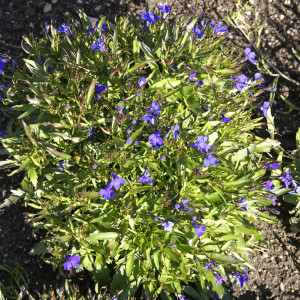 Lobelia dortmanna