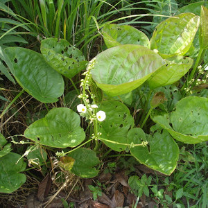 Echinodorus grandiflorus ssp. grandiflorus