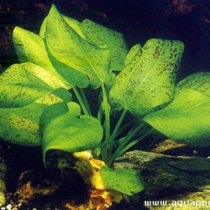 Echinodorus schlueteri