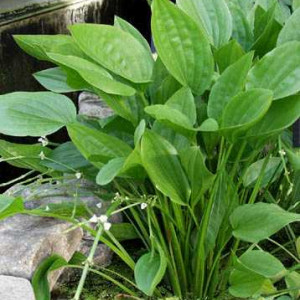 Echinodorus grandifolius